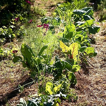 Altanure Casa Terra - Ecological Boutique * טאווירה